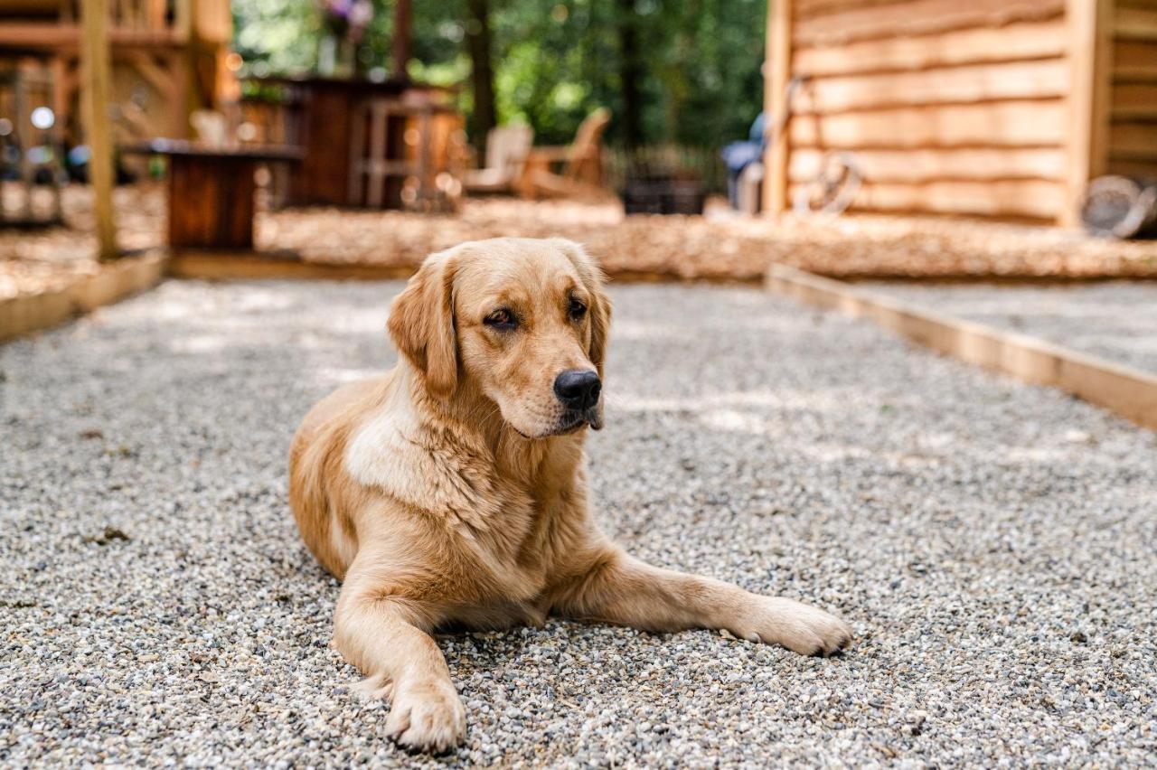 Tinyparks Forest Cabins Hoogersmilde Εξωτερικό φωτογραφία